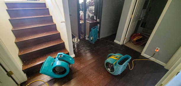 Best Basement water damage restoration  in Alderson, WV