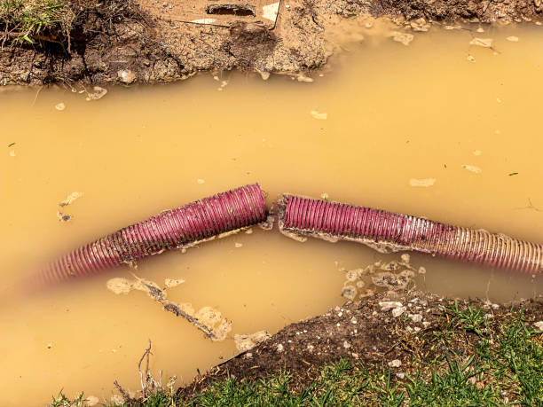 Best Mold removal after water damage  in Alderson, WV